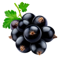 Ribes nero